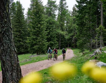 Due mountain biker pedalano su un sentiero nel bosco di conifere; in primo piano si vedono dei fiori gialli sfocati