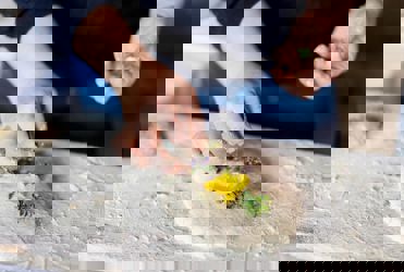 greenday-pfoesl-gross