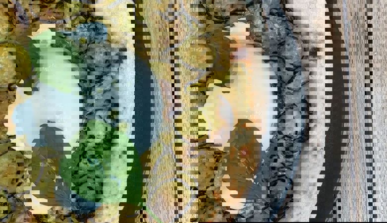 pizza-bikehotel-krone-1