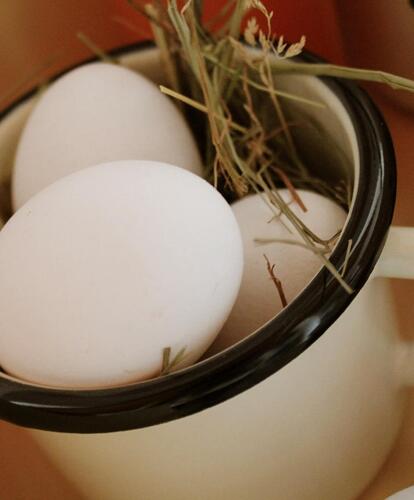 fresh eggs
