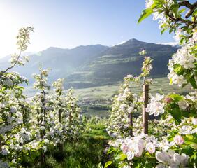 Radfahren zur Apfelblüte in Südtirol