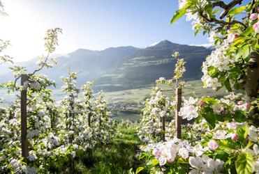Radfahren zur Apfelblüte in Südtirol