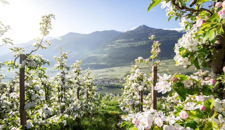 In bici durante la fioritura delle mele in Alto Adige