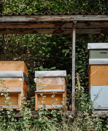 beehives