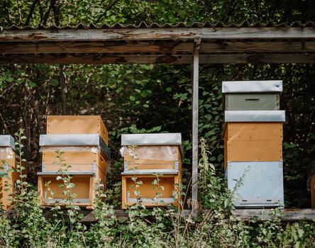 beehives