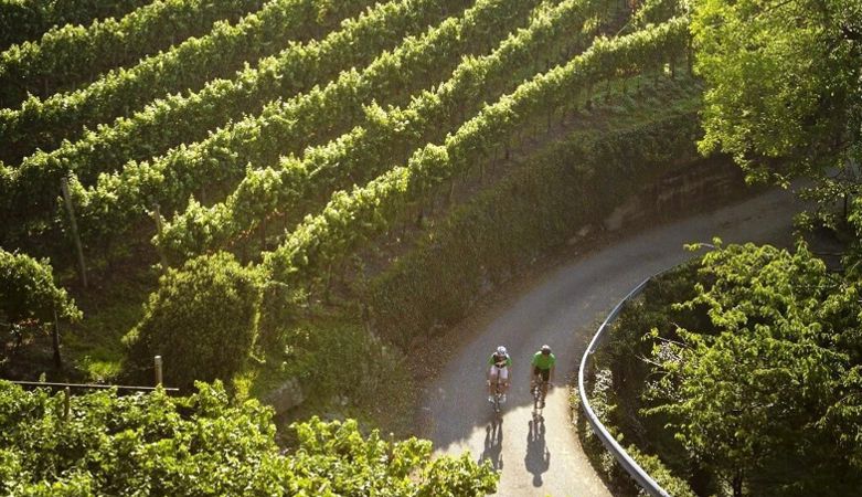 Radfahren inmitten der Weinreben