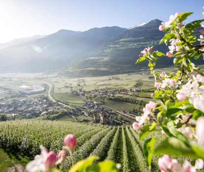 apfelblu-te-radwege-su-dtirol-1